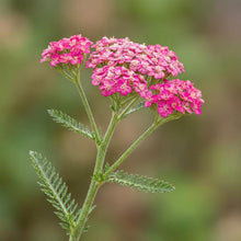 Load image into Gallery viewer, OpenPlantData Achillea Summerwine