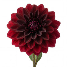 Load image into Gallery viewer, OpenPlantData Dahlia Arabian Night