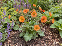 Load image into Gallery viewer, OpenPlantData Geum Miss Clementine