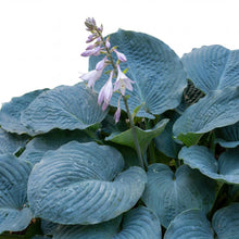 Load image into Gallery viewer, OpenPlantData Hosta Big Daddy