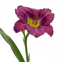 Load image into Gallery viewer, OpenPlantData Hemerocallis Purple Doro