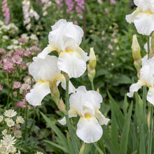 Load image into Gallery viewer, OpenPlantData Iris sibirica Swan in Flight
