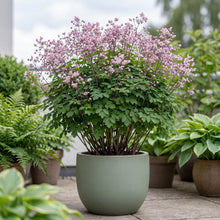 Load image into Gallery viewer, OpenPlantData Thalictrum delavayi