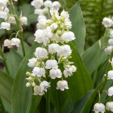 Load image into Gallery viewer, OpenPlantData Convallaria majalis Prolificans