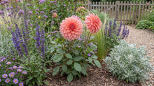 Load image into Gallery viewer, OpenPlantData Dahlia Ottos Thrill