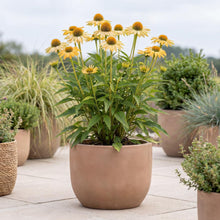 Load image into Gallery viewer, OpenPlantData Echinacea purpurea Mellow Yellows