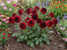 Load image into Gallery viewer, OpenPlantData Dahlia Arabian Night