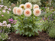 Load image into Gallery viewer, OpenPlantData Dahlia Café au Lait