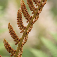 Load image into Gallery viewer, OpenPlantData Osmunda Cinnamomea Cinnamon Fern