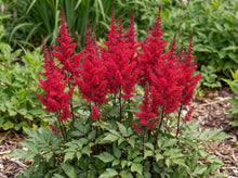 Load image into Gallery viewer, OpenPlantData Astilbe Vision Vulcano