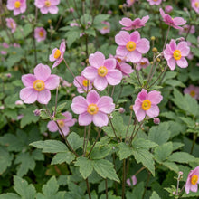 Load image into Gallery viewer, OpenPlantData Anemone September Charm