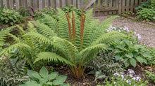 Load image into Gallery viewer, OpenPlantData Osmunda Cinnamomea Cinnamon Fern