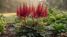 Load image into Gallery viewer, OpenPlantData Astilbe Arendsii Fanal