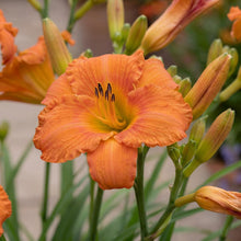 Load image into Gallery viewer, OpenPlantData Hemerocallis Mauna Loa
