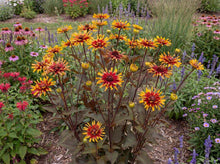 Load image into Gallery viewer, OpenPlantData Heliopsis Yellow Spider