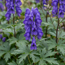 Load image into Gallery viewer, OpenPlantData Aconitum carmichaelii Arendsii