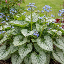 Load image into Gallery viewer, OpenPlantData Brunnera Jack Frost