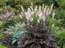 Load image into Gallery viewer, OpenPlantData Actaea Atropurpurea