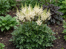 Load image into Gallery viewer, OpenPlantData Astilbe Lowlands White