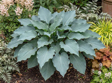Load image into Gallery viewer, OpenPlantData Hosta Skywriter