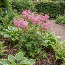 Load image into Gallery viewer, OpenPlantData Filipendula Venusta
