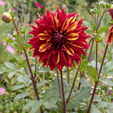 Load image into Gallery viewer, OpenPlantData Dahlia Bohemian Spartacus