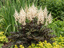 Load image into Gallery viewer, OpenPlantData Astilbe Cappuccino