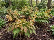 Load image into Gallery viewer, OpenPlantData Epimedium Amber Queen