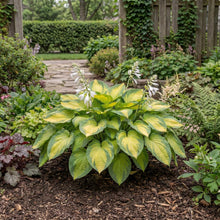 Load image into Gallery viewer, OpenPlantData Hosta Brother Stefan