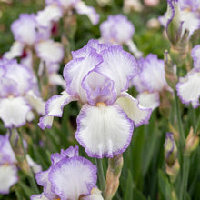 Load image into Gallery viewer, OpenPlantData Iris Hemstitched