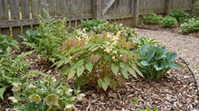 Load image into Gallery viewer, OpenPlantData Epimedium versicolor Sulphureum