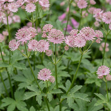 Load image into Gallery viewer, OpenPlantData Astrantia Sparkling Stars Pink