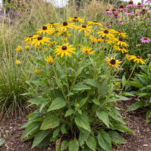 Load image into Gallery viewer, OpenPlantData Rudbeckia fulgida var. sullivantii Goldsturm