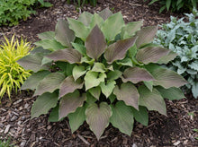 Load image into Gallery viewer, OpenPlantData Hosta First Blush