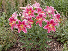 Load image into Gallery viewer, OpenPlantData Lilium Star Gazer