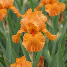 Load image into Gallery viewer, OpenPlantData Iris Firebreather