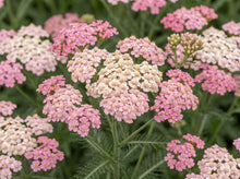 Load image into Gallery viewer, OpenPlantData Achillea Millefolium Apple Blossom