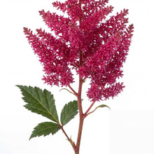 Load image into Gallery viewer, OpenPlantData Astilbe chinensis Hot Pearls
