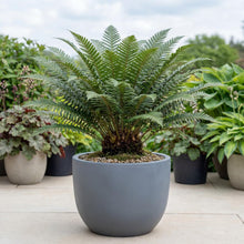 Load image into Gallery viewer, OpenPlantData Polystichum Acrostichoides
