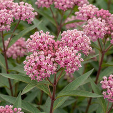 Load image into Gallery viewer, OpenPlantData Asclepias Incarnata Soulmate
