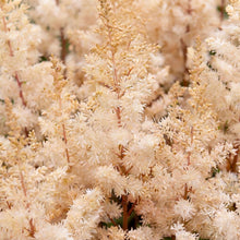 Load image into Gallery viewer, OpenPlantData Astilbe Peach Blossom