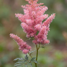 Load image into Gallery viewer, OpenPlantData Astilbe chinensis Vision in Pink