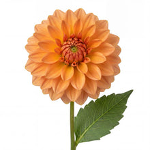 Load image into Gallery viewer, OpenPlantData Dahlia GoGo Orange