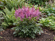 Load image into Gallery viewer, OpenPlantData Astilbe Black Pearls