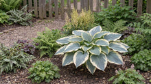 Load image into Gallery viewer, OpenPlantData Hosta Blue Ivory