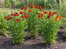 Load image into Gallery viewer, OpenPlantData Helenium Moerheim Beauty