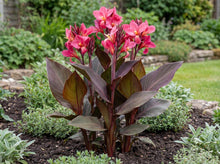 Load image into Gallery viewer, OpenPlantData Canna Pink Futurity