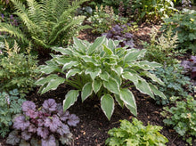 Load image into Gallery viewer, OpenPlantData Hosta Undulata Albomarginata