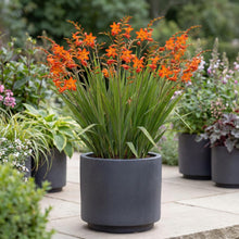 Load image into Gallery viewer, OpenPlantData Crocosmia × crocosmiiflora Babylon