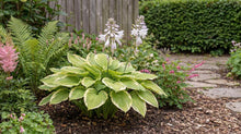 Load image into Gallery viewer, OpenPlantData Hosta Fragrant Bouquet